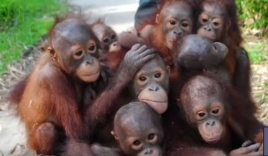 Cười bể bụng với 15 chú khỉ con ngồi xe đẩy qua cầu